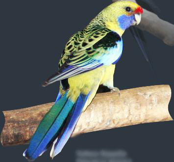 Platycercus caledonicus 